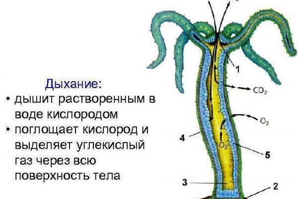 Kraken 13 at ссылка